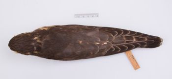 Media type: image;   Ornithology 181085